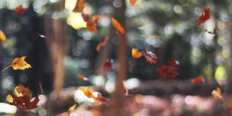 解锁土壤生命力:微生物组技术如何重塑智慧农业与有机食品的未来